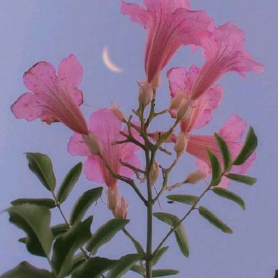 b体育在线登陆素描版